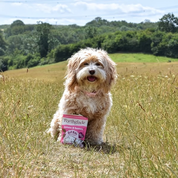 A high-quality, outdoor hero shot featuring a dog sitting next to a branded joint supplement package, emphasizing health and vitality.
